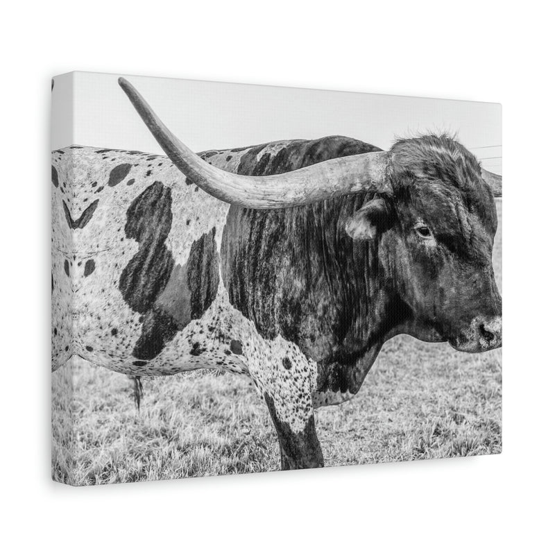 B&W Longhorn Bull Canvas