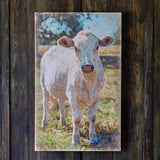 Charolais Cow Canvas Print