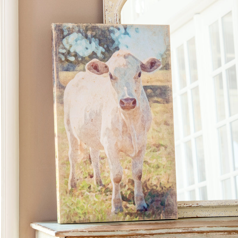 Charolais Cow Canvas Print