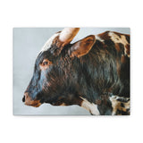 Longhorn Bull Canvas