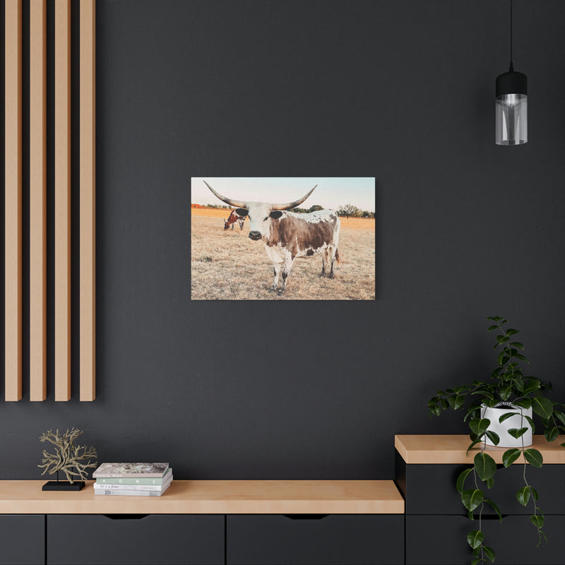 Longhorn Cow Canvas